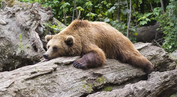 Abbattere o meno gli orsi aggressivi? - Foto di Rain Carnation da Pixabay