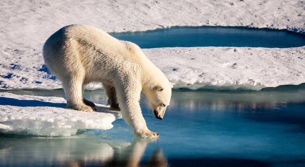 Allarmante diminuzione degli orsi polari a causa della mancanza di cibo dovuta al cambiamento climatico