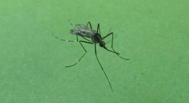 La zanzara coreana dilaga nel Nord Italia: non teme il freddo (e potrebbe veicolare malattie)
