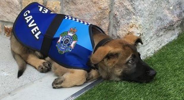 Troppo buono per fare il cane poliziotto, Gavel ottiene un altro lavoro