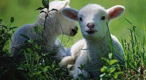No alla mattanza degli agnellini a Pasqua: in campo gli animalisti di Castellammare