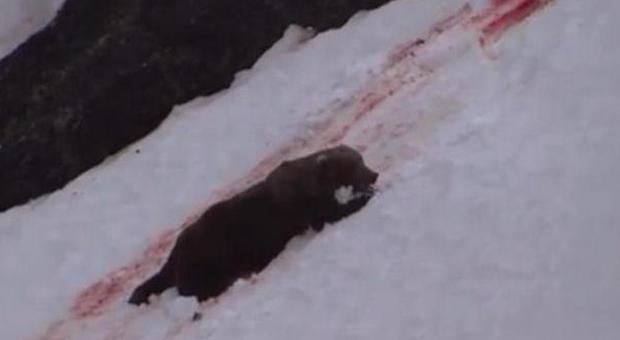 L'orso ucciso dai cacciatori