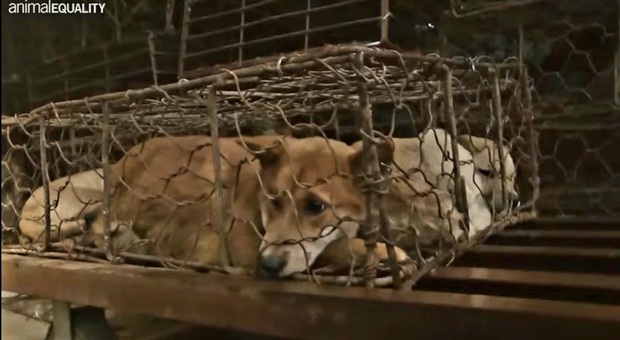 Cina, il crudele commercio di carne di cani e gatti continua. Le nuove immagini di Animal Equality (immagini e video pubbl da Animal Equality)