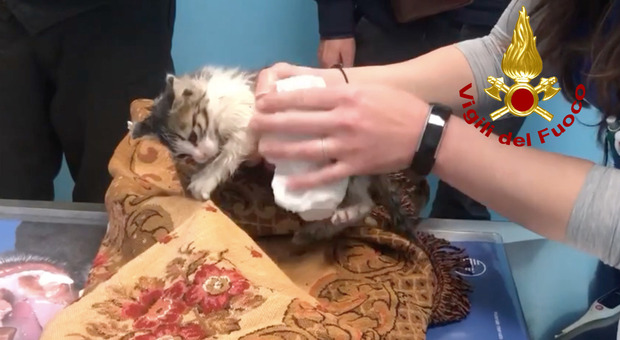 Gattino intrappolato in un tubo, non respirava più: i pompieri lo rianimano con il massaggio cardiaco e lo salvano