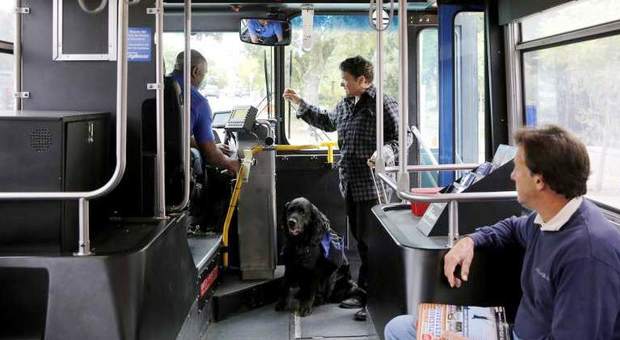 Milano, autobus e tram gratis per cani e gatti: pronto l'emendamento del comune
