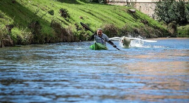 Canoe e squadre speciali anti-cigni: oggi 400 appassionati solcheranno le acque del Piovego