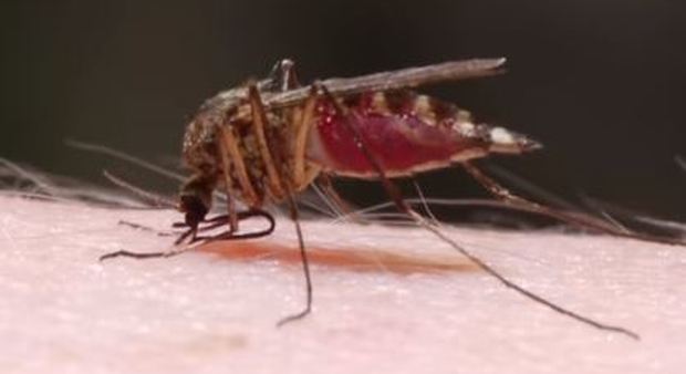 La micidiale tecnica delle zanzare svelata in un video. Ecco perché non ci accorgiamo del loro arrivo