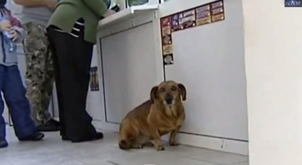 Masha, il cagnolino che aspetta in ospedale il padrone morto due anni prima