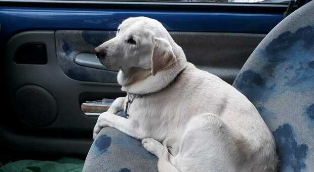 Cane dimenticato nel bagagliaio dell'auto more a Bologna, la proprietaria era uscita a fare delle commissioni