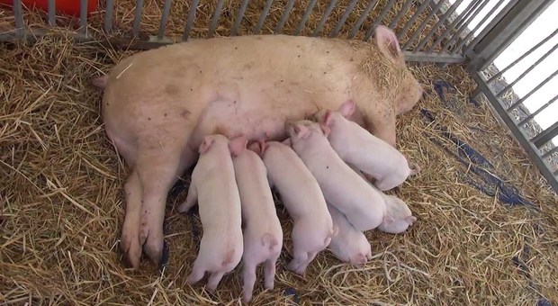 Undici maialini rubati da una fattoria: «Aiutateci a ritrovarli, devono tornare dalle madri prima che muoiano»