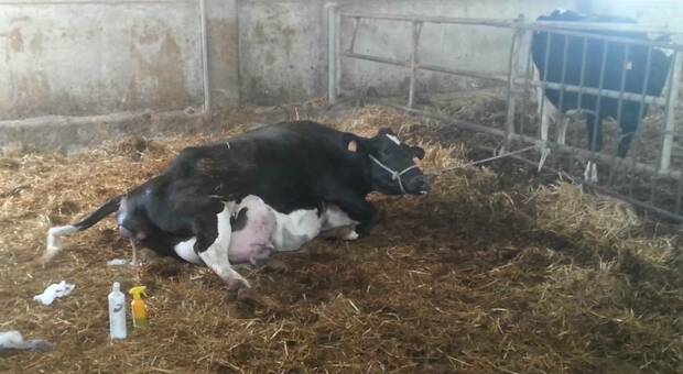 Colpito dalla mucca durante il parto: muore allevatore nella stalla