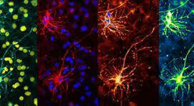 Neuroni specchio anche nei roditori: la scoperta che facilita la ricerca