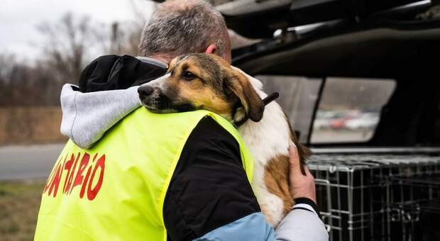Ucraina, la Lav salva trentasei cani. «Hanno conosciuto l'orrore della guerra»