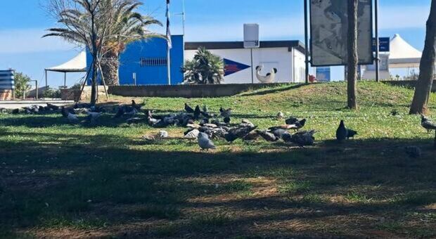 Invasione di piccioni e giochi rotti: il Comune di Porto San Giorgio mette mano ai parchi