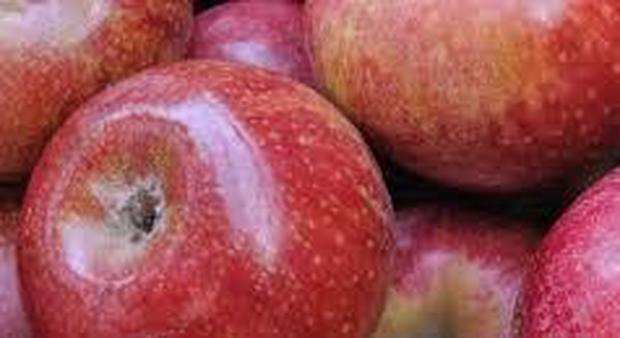 La mela annurca miracolosa per combattere il colesterolo