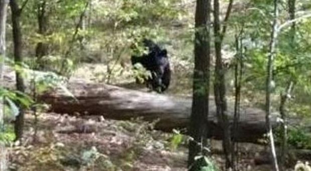 Studente fotografa l’orso, che lo attacca e lo uccide: ecco le ultime immagini - guarda