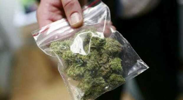 Dosi di marijuana nascoste nell'aiuola, spacciatore preso dalla polizia a Sant'Antimo