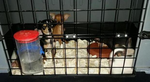 Napoli. Sessanta cuccioli nascosti nel furgone-lager scoperti dalla Stradale