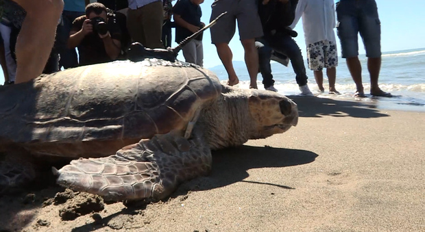 tartaruga liberata sul litorale domizio