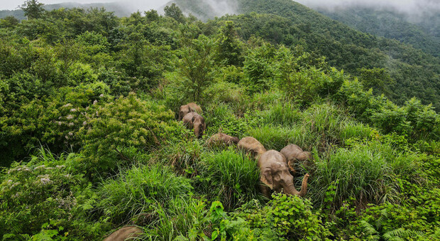 Cina, arrivano le "mense" per gli elefanti: lo scopo è evitare che i pachidermi vaghino all'interno dei villaggi
