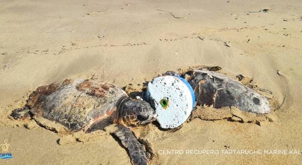 Intrappolate per giorni dalle lenze: due tartarughe salvate in extremis