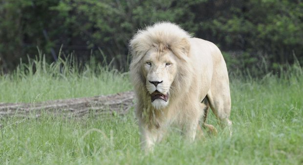 Verona, muore il leone bianco più vecchio d'Europa: aveva 15 anni. Scheletro e pelle in mostra al museo di Trento