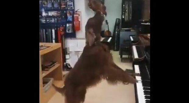 Un cane musicista suona il pianoforte e canta - VIDEO