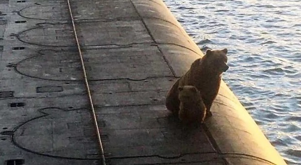 Mamma orsa e il suo cucciolo in cerca di cibo salgono su un sottomarino russo: uccisi senza pietà Video