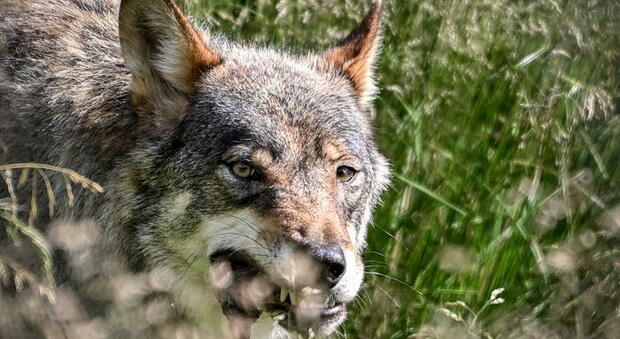 Toscana, positiva la carcassa di un lupo alla trichinella: è un parassita che può essere trasmesso alle persone
