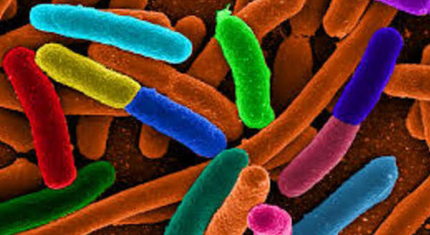 Batteri, le nuove cure per l'intestino