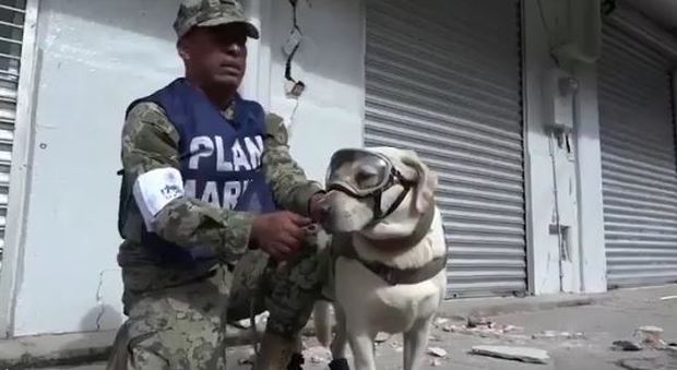 Frida, il labrador eroina del sisma in Messico: ha salvato 12 persone