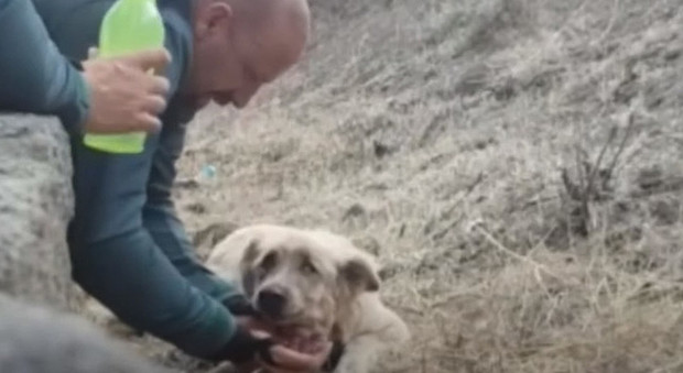 L'emozionante salvataggio di un cane strappato alle fiamme dell'incendio a Gran Canaria