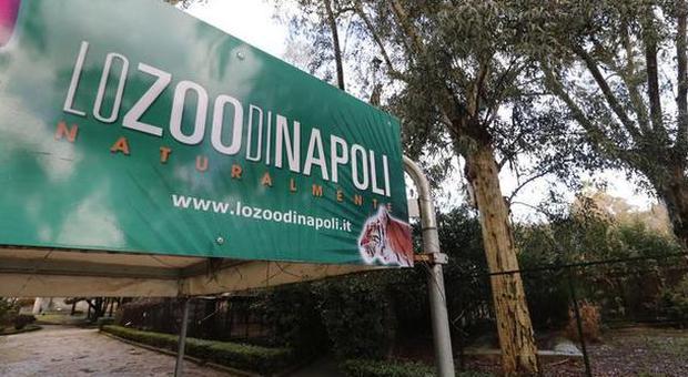 Blitz del Movimento 5 Stelle nello Zoo di Napoli: «Deve chiudere»