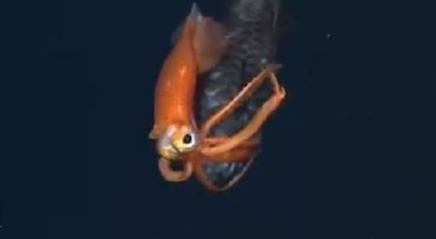 La dura battaglia negli abissi tra il pesce e il calamaro| Video