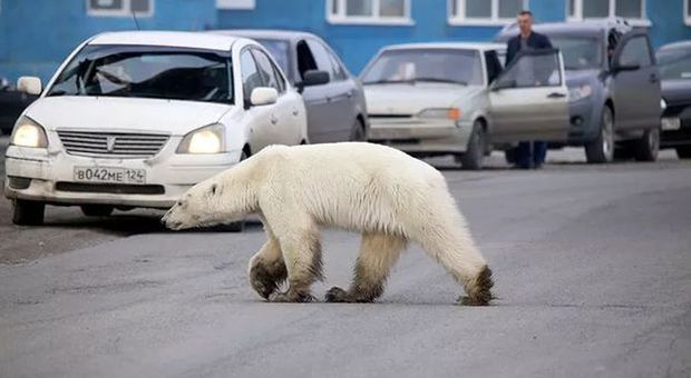 L'orso polare arriva in città (immagini pubblicate da The Siberian Times)