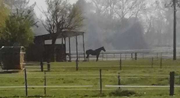 Incendio nell'allevamento di cavalli, pompieri salvano gli animali