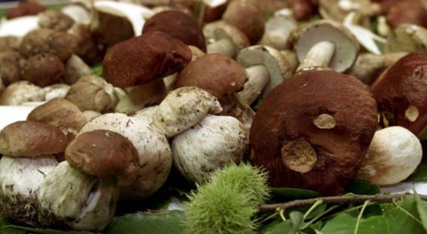 Sequestrati 71 chili di funghi ad un venditore ambulante