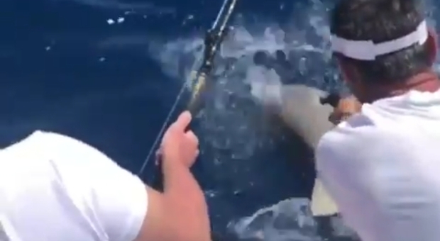Il momento degli spari contro lo squalo all'amo (immagine e video pubblicati da #buddytomei Newsweek, Creature del Mare e SharkOn Knowledge Protects)