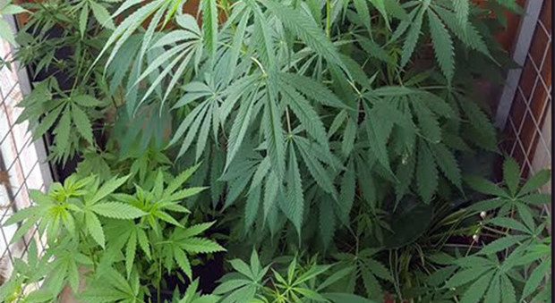 Grottammare, 65enne col pollice verde nei guai per le piante di marijuana