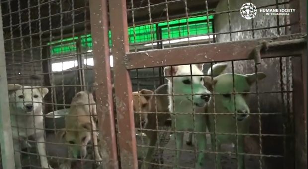 Alcuni dei 170 esemplari scoperti in un allevamento di cani da macello in Corea del Sud. (immagini e video pubbl da Humane Society International su Fb)