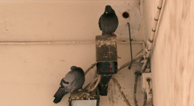 Invasione di colombi: il Comune ora punta sul mangime antifecondativo