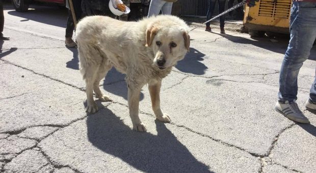 Il cane Bravo: tra le macerie del sisma ha protetto fino alla fine la sua famiglia