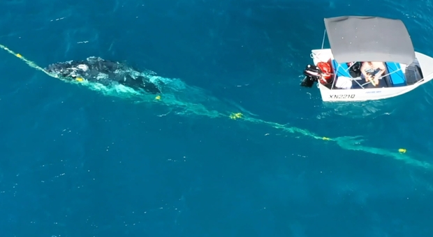 La balena intrappolata nelle reti anti squalo salvata da un uomo che si tuffa e la libera (immagini e video pubblicati da ABC Gold Coast su Fb)