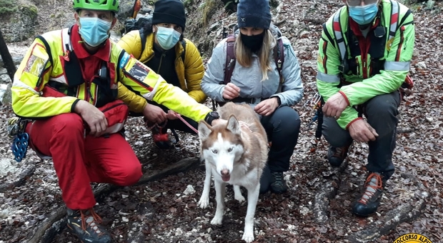 Salvata Maya, l'husky di due anni scappata ieri sul Grappa: intervento con i droni