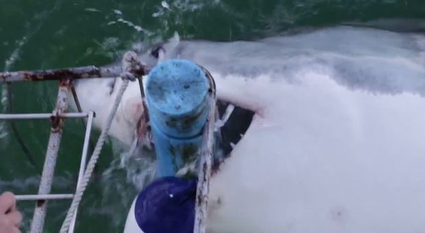 Grosso squalo bianco attacca la "gabbia" con dentro quattro ragazze