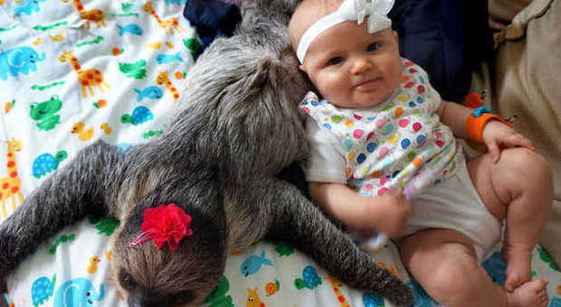Alia e il bradipo Daisy sono inseparabili: la loro amicizia commuove il web