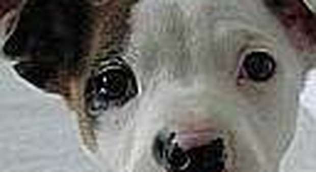 Ancona, cane mangia mozziconi di spinelli: in overdose dopo la passeggiata al parco