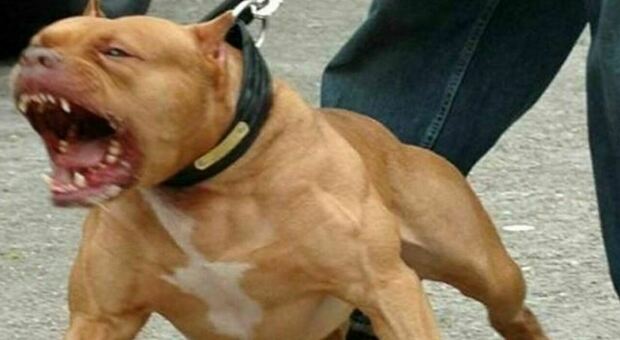 Bambino di 6 anni muore azzannato da un cane pitbull: inutile il trasporto in due ospedali