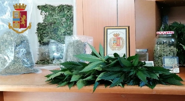 Napoli, scoperta serra con 60 piante di marijuana: arrestato 46enne
