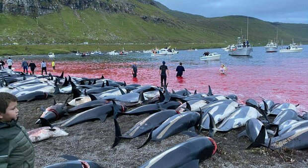 immagine Isole Faroe, massacro di delfini: uccisi più di 1500